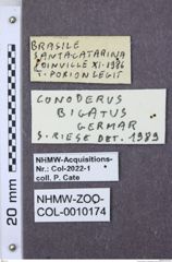 Etiketten zu Malacogaster thoracica (NHMW-ZOO-COL-0010174)